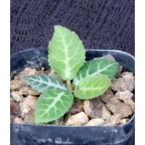 Dorstenia crispa var. lancifolia 2-inch pots
